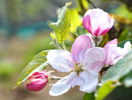 Maj w ''Morskiej Przygodzie''